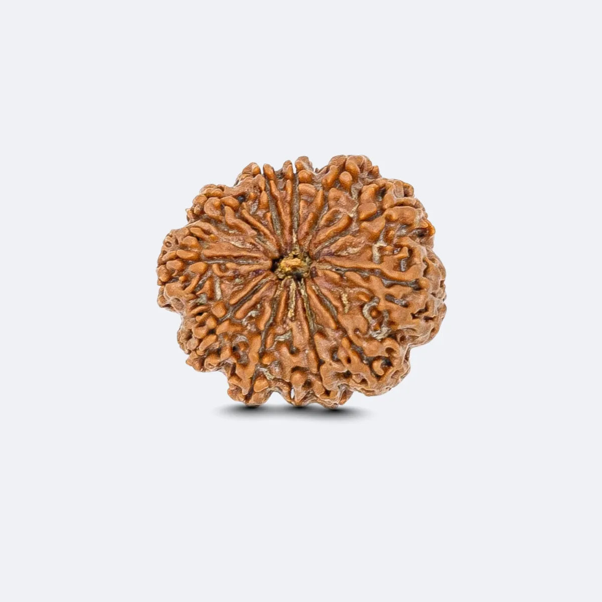 Baarah Mukhi Rudraksha