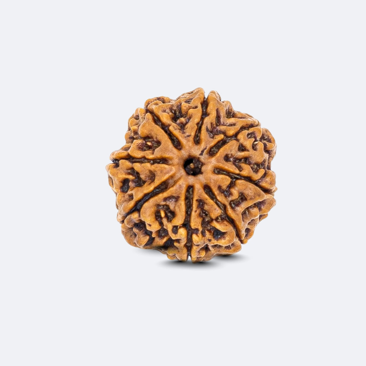 Aath Mukhi Rudraksha